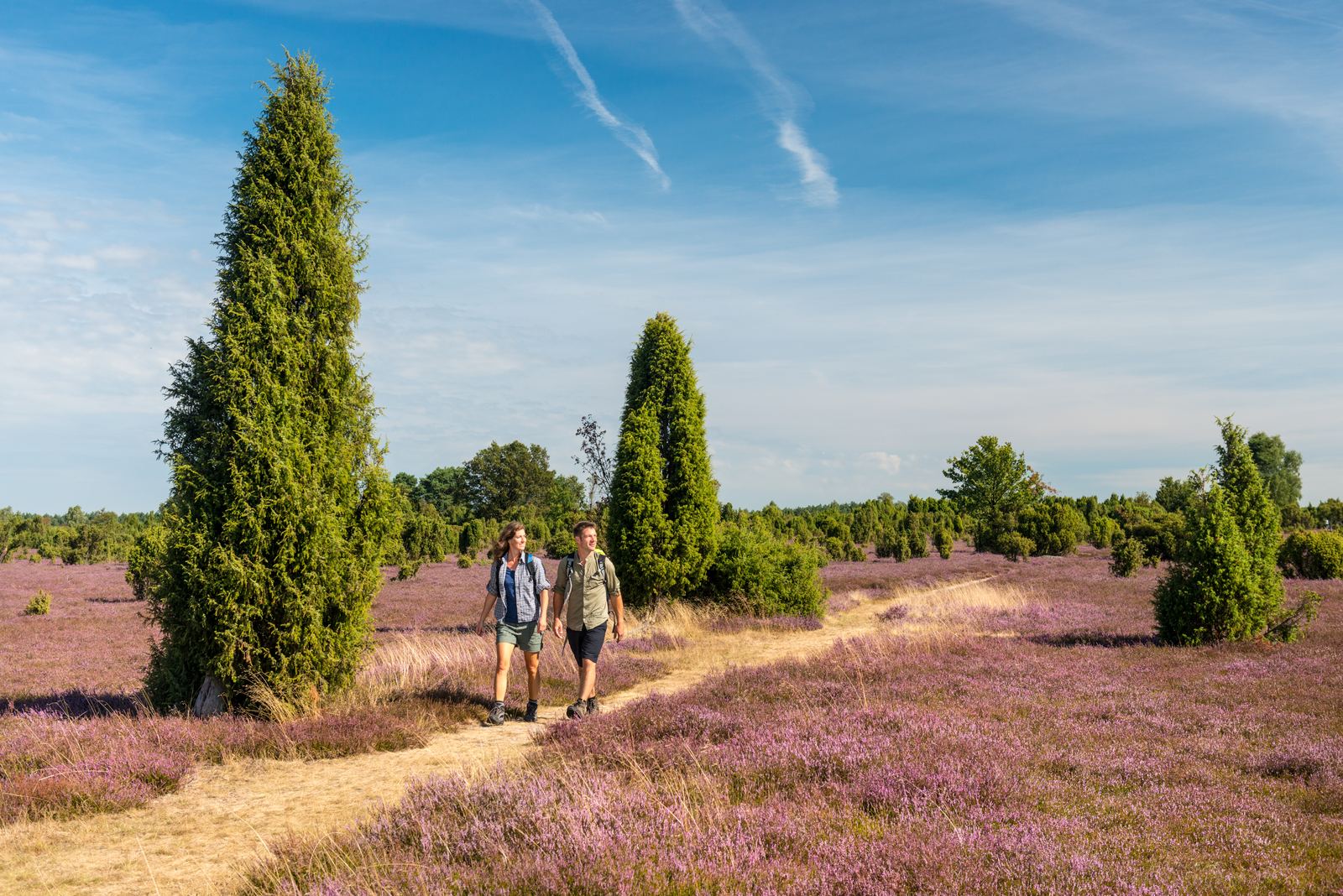Wandernde in der blühenden Lüneburger Heide